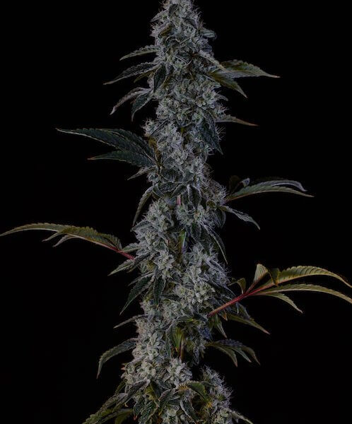 Zweet OG F2