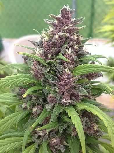Verkauf regulärer Pakistan Chitral Kush Samen von Cannabiogen