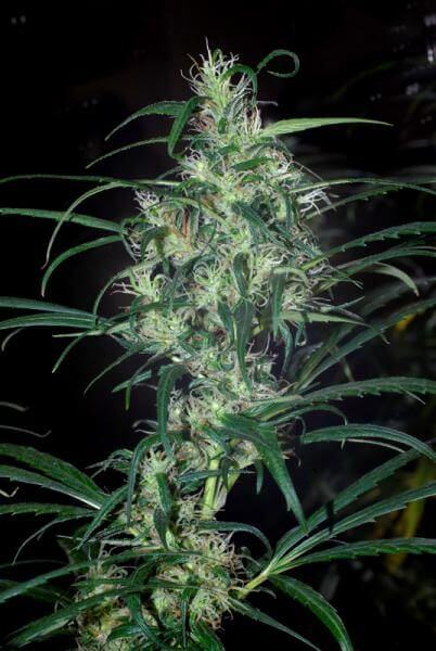 Colombian Red