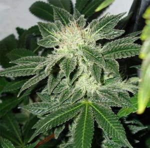 Black Widow - Regular