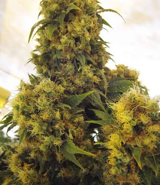 Critical Skunk