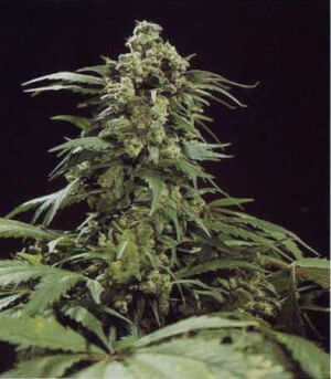 G13 Skunk