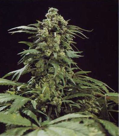 G13 Skunk