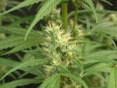 Mango Haze
