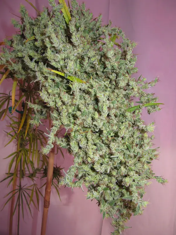 Neville's Haze