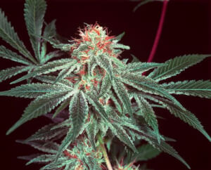Shark Shock - Regular