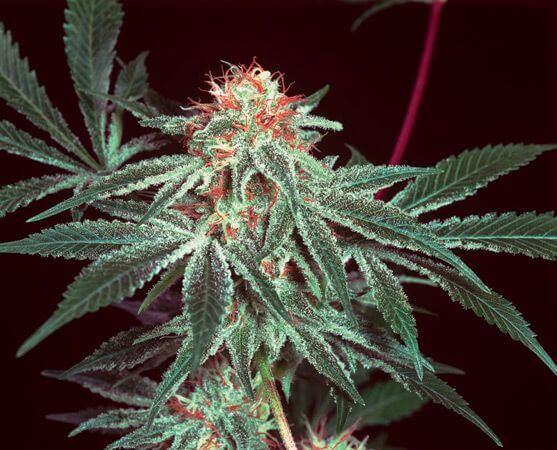 Shark Shock - Regular