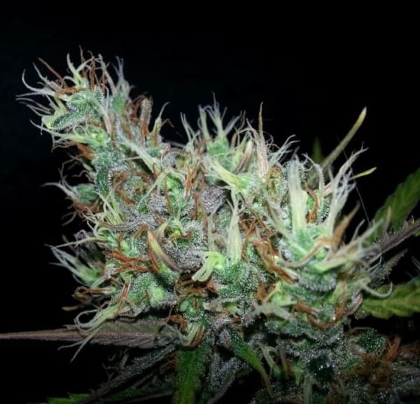 Skunk Haze