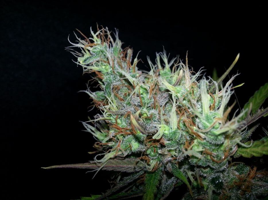 Skunk Haze