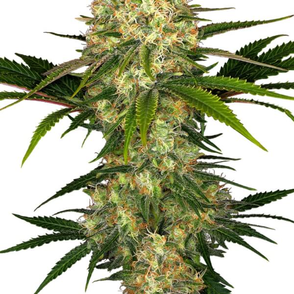 Afghani #1