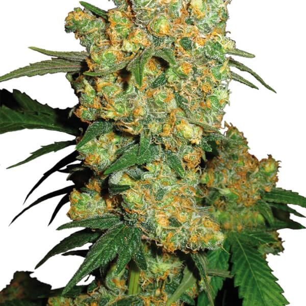 Big Bud
