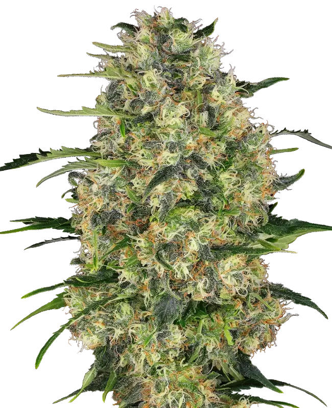 Black Domina