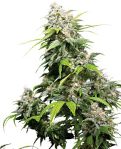 California Indica