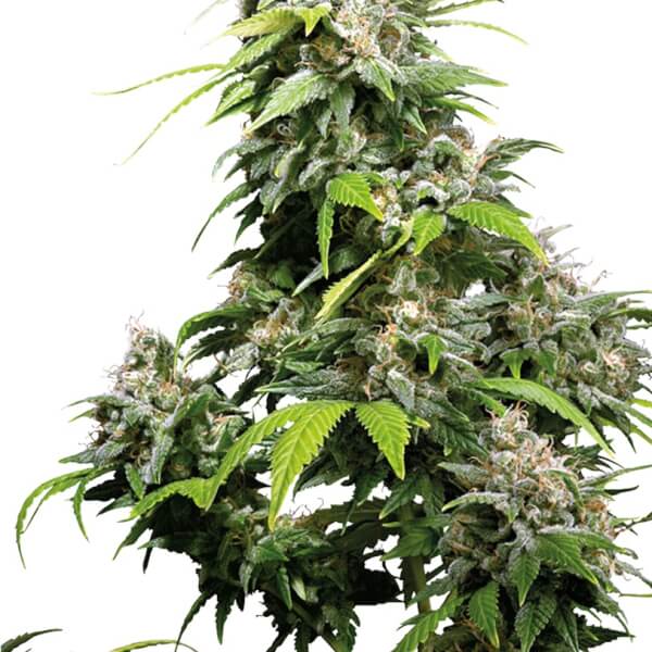 California Indica