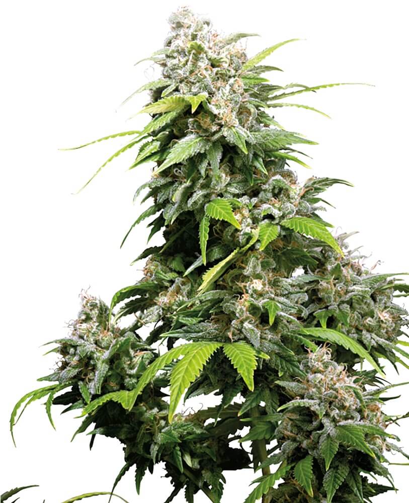 California Indica