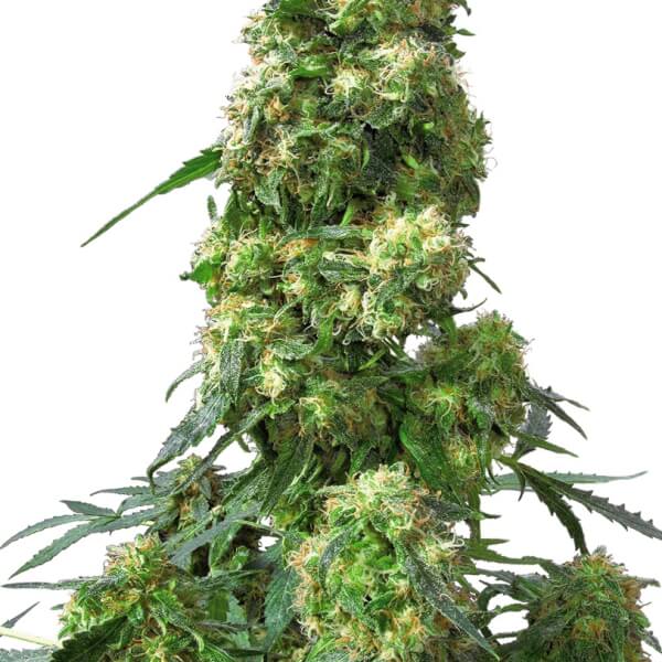 Early Skunk