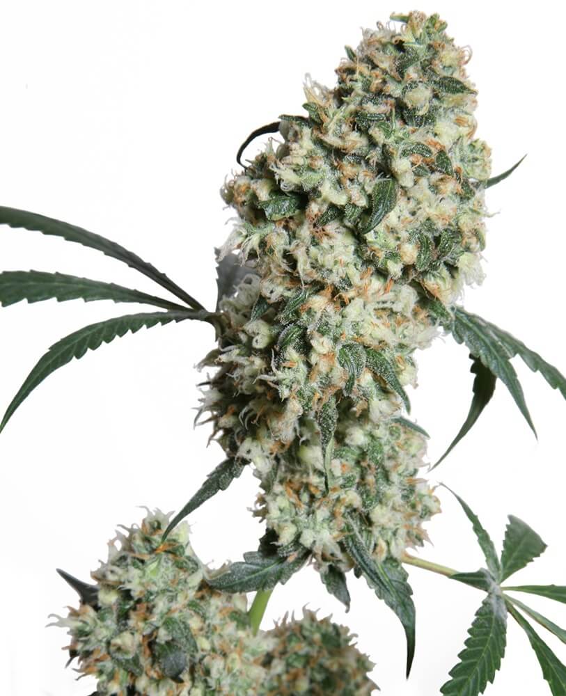Ed Rosenthal's Super Bud