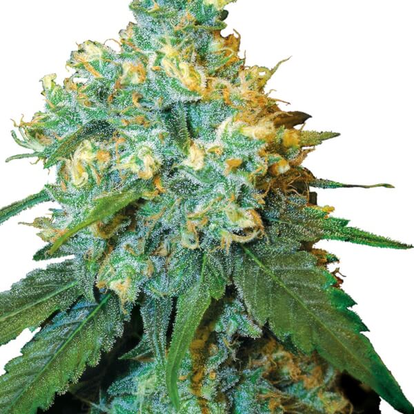 Jack Herer