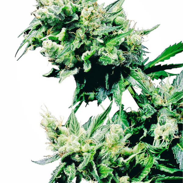 Hashplant