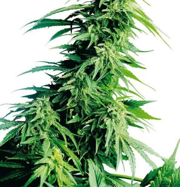 Hindu Kush