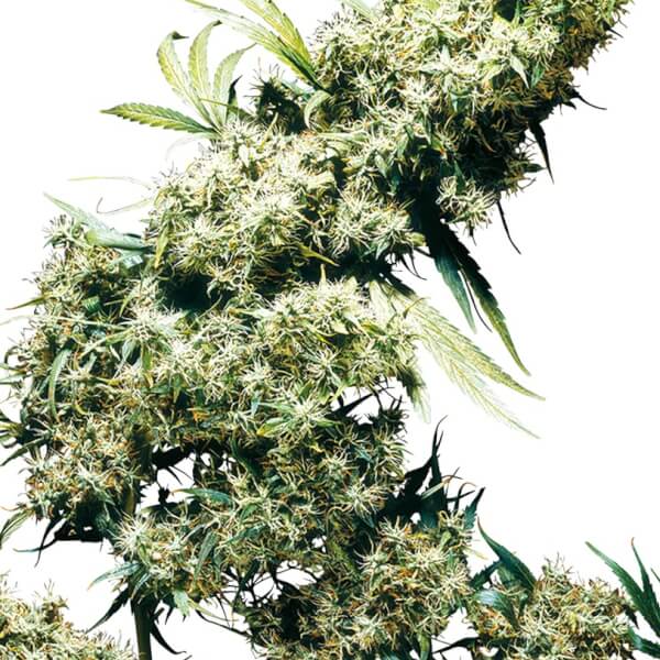 Jamaican Pearl