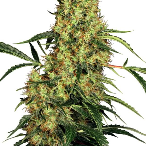 Mexican Sativa