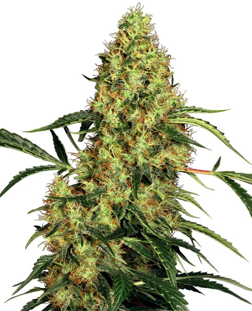 Mexican Sativa