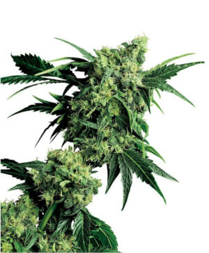 Mr Nice G13 x Hash Plant