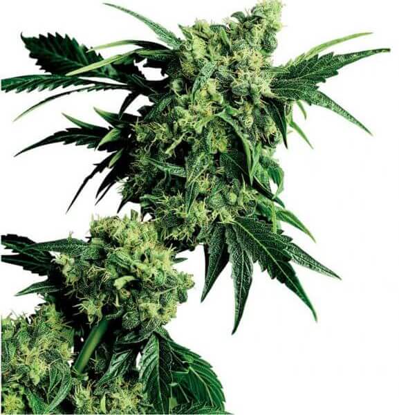 Mr Nice G13 x Hash Plant