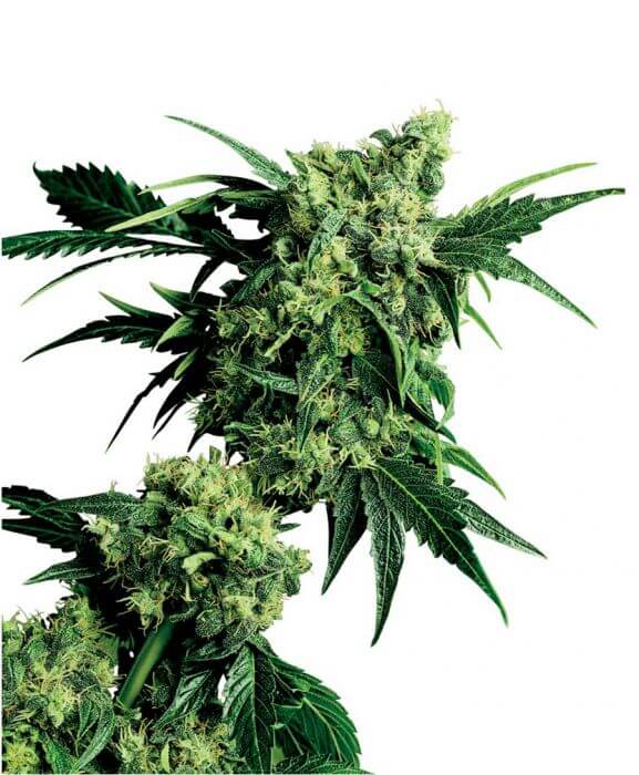 Mr. Nice G13 X Hash Plant