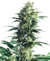 Mother's Finest