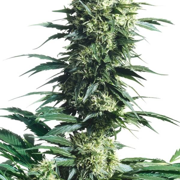 Mother's Finest