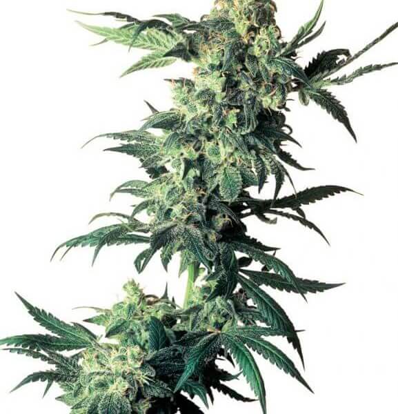 Northern Lights