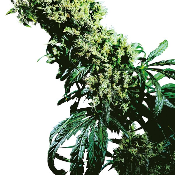 Northern Lights #5 X Haze Reg.
