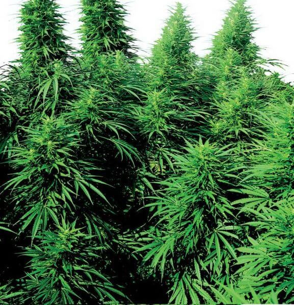 Ruderalis Skunk