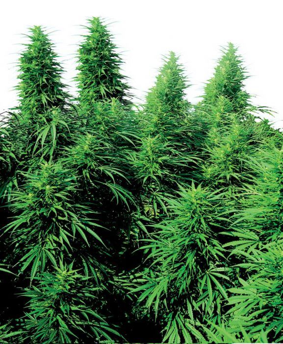 Ruderalis Skunk Auto