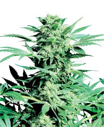 Shiva Skunk
