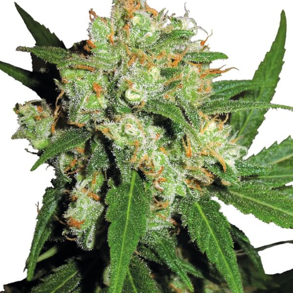Sensi Skunk