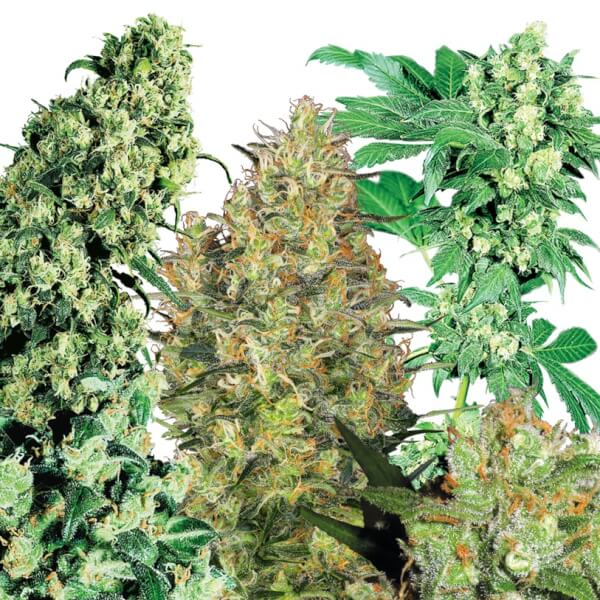 Indoor MIX