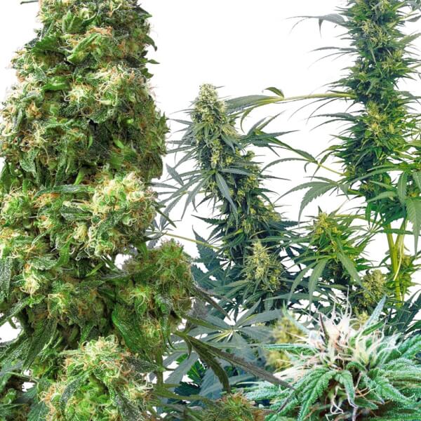 Outdoor MIX