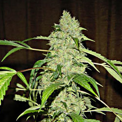 Bubble Gum