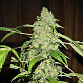 Bubble Gum