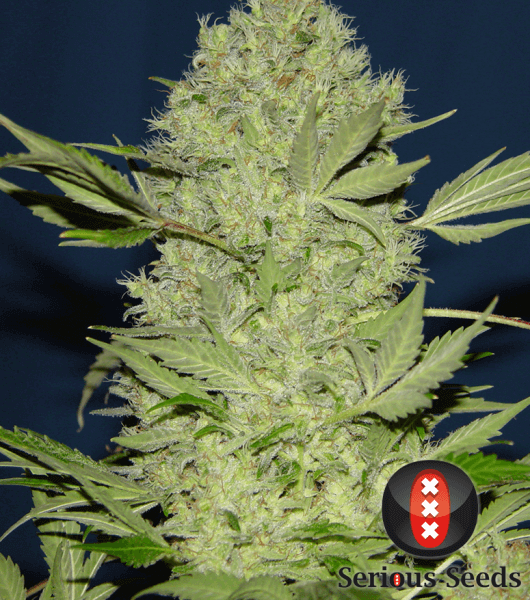 Chronic