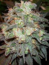 Motavation - Regular