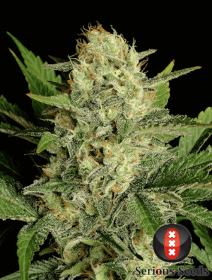 Motavation - Regular