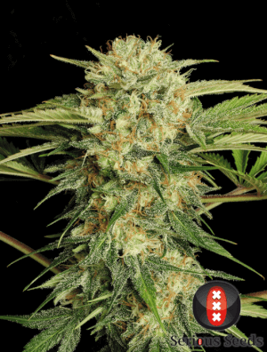 Motavation - Regular
