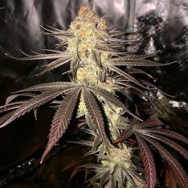 Querkle flowering cannabis, as labeled by the cited photo source