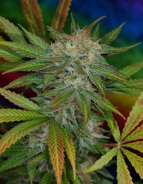 Jillybean F2