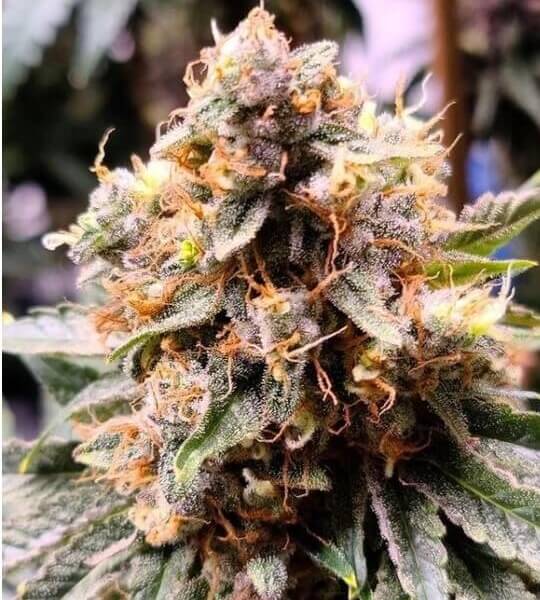 Jilly Bean Black Cherry