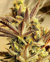 Jilly Bean Lime